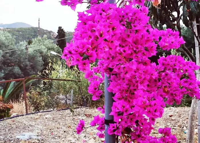 Felicita * Paleokastritsa
