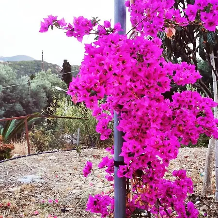 Felicita * Paleokastritsa